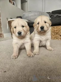 Фото №1. золотистый ретривер - купить в Антверпен за Бесплатно. Объявление №154058