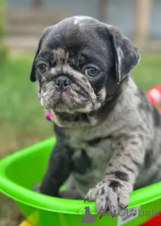 Фото №1. мопс - купить в Сомбор за 139151₽. Объявление №148405