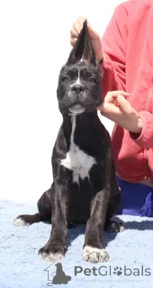 Дополнительные фото: Челси из SPQR Corso FCI Pedigree