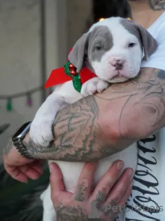 Фото №2 к объявлению №160712 о продаже  - купить в Швеции заводчик