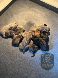 Фото №3. Nuttede Cane Corso очень красив и безопасен для всех.  Дания