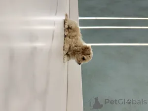 Дополнительные фото: Мальтипу мини