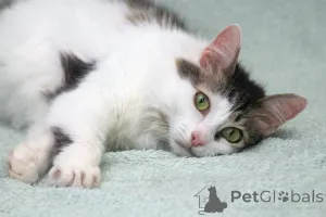 Дополнительные фото: Кошечка Мю ищет доброе сердце.