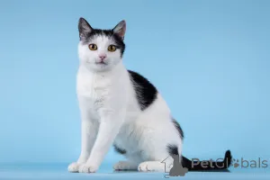 Фото №1.  - купить в Химках за Бесплатно. Объявление №166072