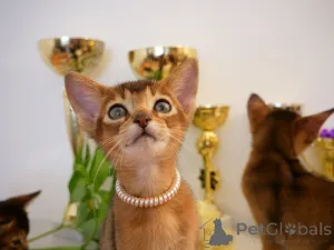 Фото №3. Клубные абиссинские котята. Латвия
