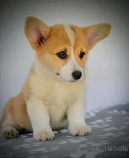 Дополнительные фото: Валлийский корги Пемброк красивые щенки