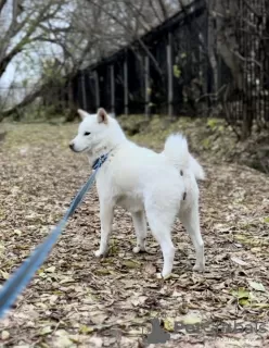 Фото №4. Продажа хоккайдо в Нижнем Новгороде из питомника - цена договорная