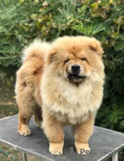 Дополнительные фото: Чоу -чау щенки для продажи! Čau čau štenci na prodaju!