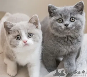 Фото №2 к объявлению №139233 о продаже британская короткошёрстная - купить в Германии 