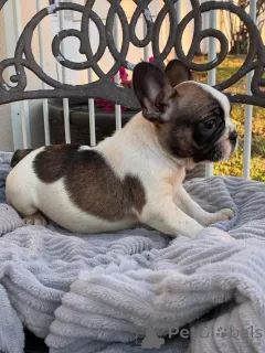 Фото №3. Entzückende Französische Bulldoggen-Welpen suchen ein Liebevolles Zuhause!.  Германия