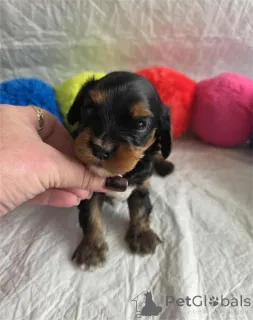 Фото №1. беспородная - купить в Айзлинген за 32468₽. Объявление №153377