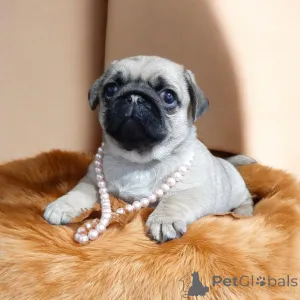 Фото №2 к объявлению №164918 о продаже мопса - купить в Украине из питомника, заводчик