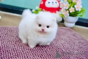 Фото №3. Померанский шпиц-Вельпен verfügbar 16063318962.  Германия