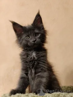 Фото №2 к объявлению №163188 о продаже мейн-кун - купить в России из питомника