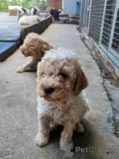 Дополнительные фото: Лаготто Романьоло, красивые щенки