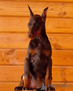 Дополнительные фото: 100% чистокровные щенки Doberman