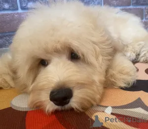 Дополнительные фото: Щенок кокапу