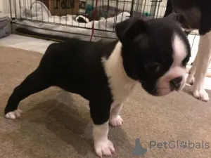 Дополнительные фото: Щенки Бостон-терьера