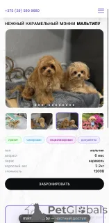 Дополнительные фото: Элитные мальтипу мини микро Азия