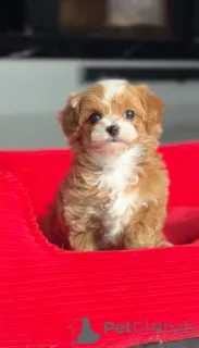 Фото №1. беспородная - купить в Берлине за договорная. Объявление №166821