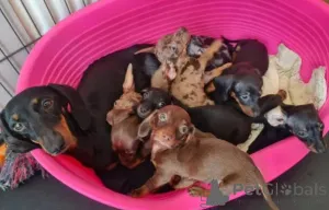 Фото №1. такса - купить в Ekabils за договорная. Объявление №160022