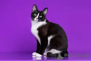 Фото №1.  - купить в Москва за Бесплатно. Объявление №140657