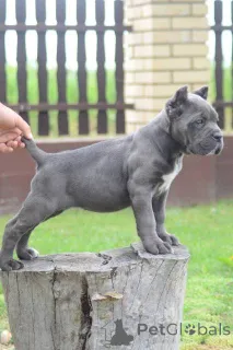 Дополнительные фото: Высококлассные щенки кане корсо