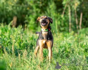 Фото №2 к объявлению №166637 о продаже беспородную - купить в России частное объявление