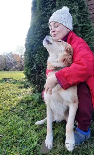 Фото №2 к объявлению №59928 о продаже беспородную - купить в России частное объявление