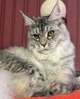 Дополнительные фото: Мейн-кун