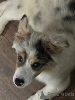 Фото №3. Щенки Австралийской овчарки (Аусси).  Беларусь