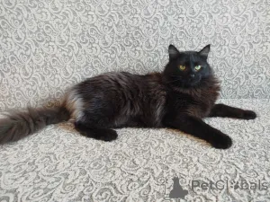 Фото №1.  - купить в Минске за Бесплатно. Объявление №164928