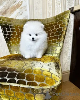 Фото №3. Спзит Померанский шпиц бобо.  Германия