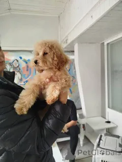 Фото №2 к объявлению №155965 о продаже пуделя (карликового) - купить в Сербии 