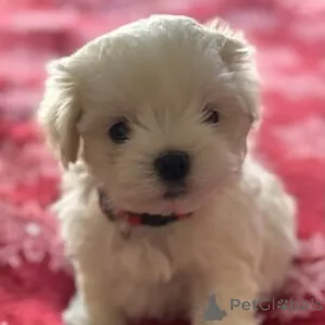Фото №3. Cuccioli di Maltese в вендите.  Италия