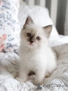 Фото №3. Сибирское озеро цу веркауфен. Австрия