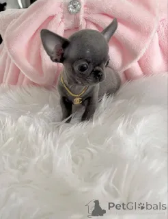 Фото №1. чихуахуа - купить в Хельсинки за Бесплатно. Объявление №160313