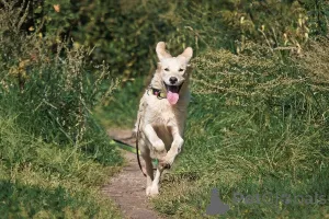 Дополнительные фото: Ищет дом чудесный пес Арни.