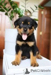 Фото №2 к объявлению №167739 о продаже ротвейлера - купить в Бельгии частное объявление, заводчик