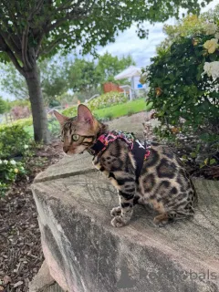 Фото №2 к объявлению №152635 о продаже бенгальская - купить в Швейцарии частное объявление