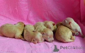 Дополнительные фото: МАЛЬТІПУ д.н. 21.04.2026. Окрас карамель.