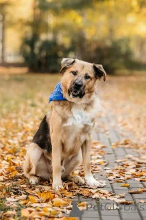 Дополнительные фото: Познакомьтесь с Дынькой мягким гигантом с сердцем, полным добра.