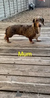 Дополнительные фото: Щенки миниатюрной пятнистой таксы