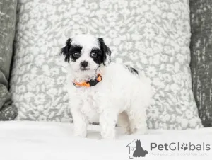 Фото №1. лабрадудль - купить в Капри за договорная. Объявление №155610