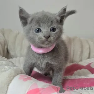 Дополнительные фото: British shorthair kittens for sale.