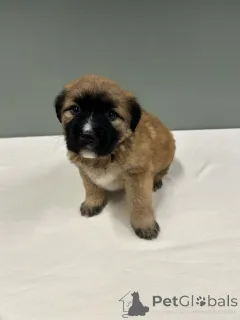 Дополнительные фото: Бордер-колли Urocze szczenięta do adopcji