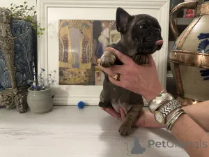 Фото №4. Продажа французского бульдога в Инсбрук частное объявление - цена договорная