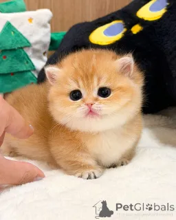 Фото №2 к объявлению №165877 о продаже британская короткошёрстная - купить в Германии заводчик