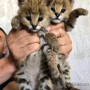 Фото №2 к объявлению №166068 о продаже саванна - купить в Германии частное объявление, заводчик