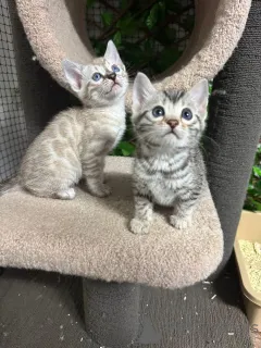 Фото №2 к объявлению №152759 о продаже бенгальская - купить в Швейцарии частное объявление